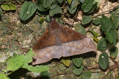 Ischyja manlia
