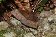 Ischyja manlia