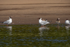 Chroicocephalus ridibundus