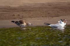Chroicocephalus ridibundus