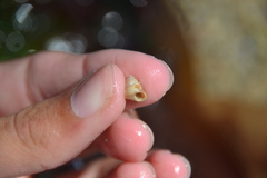 Jujubinus exasperatus