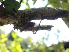 Trachyzulpha formosana