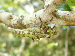 Trachyzulpha formosana