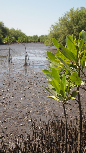 black mangrove