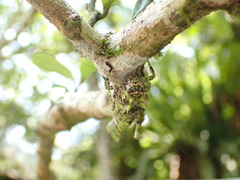 Trachyzulpha formosana