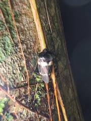 Ectemnonotum bivittatum