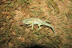 Chamaeleonidae
