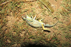 Chamaeleonidae