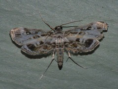 Parapoynx affinialis