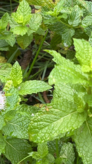 Toxomerus marginatus