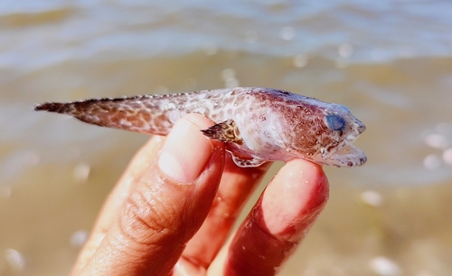 Reticulated Toadfish