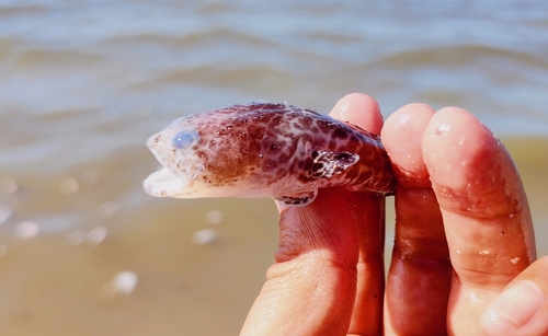 Reticulated Toadfish