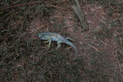 Chamaeleonidae