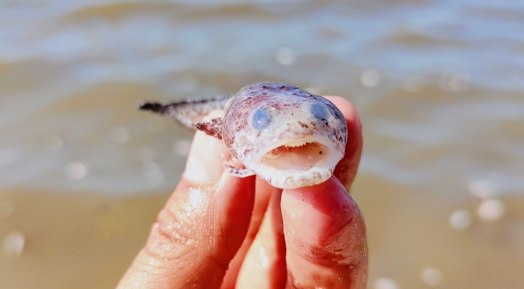 Reticulated Toadfish