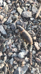 Brachyderes lusitanicus