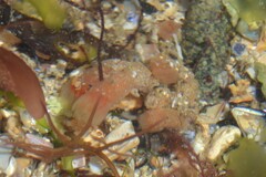 Morchellium argus