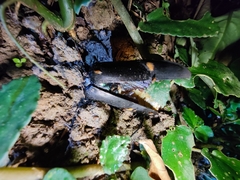 Megaloxantha