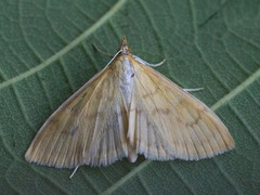 Paratalanta hyalinalis