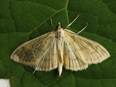Paratalanta hyalinalis