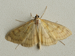 Paratalanta hyalinalis