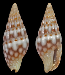 Zafra ocellatula