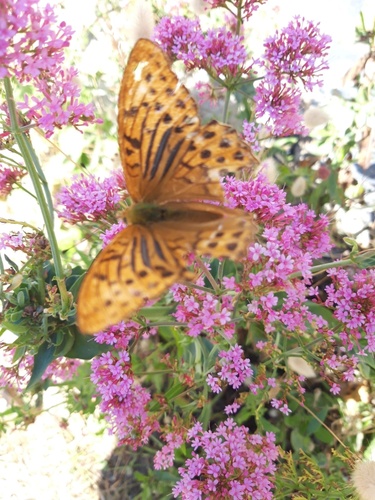 Argynnis paphia