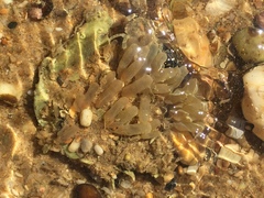 Ecteinascidia turbinata