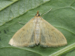 Paratalanta pandalis