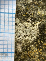 Bagliettoa baldensis