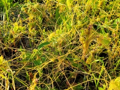 Cuscuta polygonorum