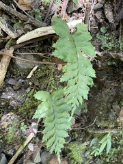 Hymenasplenium excisum