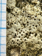 Bagliettoa baldensis