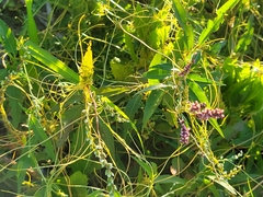 Cuscuta polygonorum