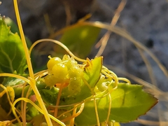 Cuscuta polygonorum