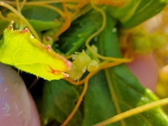Cuscuta polygonorum