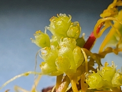 Cuscuta polygonorum