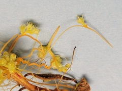 Cuscuta polygonorum
