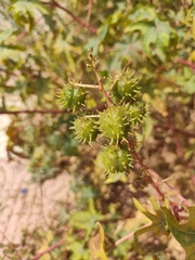 Ricinus communis