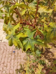 Ricinus communis