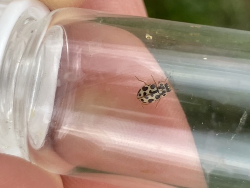 Marsh Lady Beetle photo 3