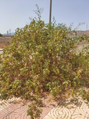 Ricinus communis