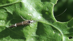 Athripsodes albifrons