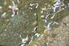 Lepidochitona cinerea