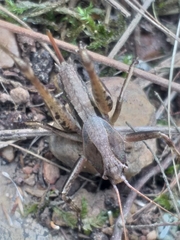 Alfredectes semiaeneus