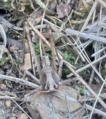 Alfredectes semiaeneus