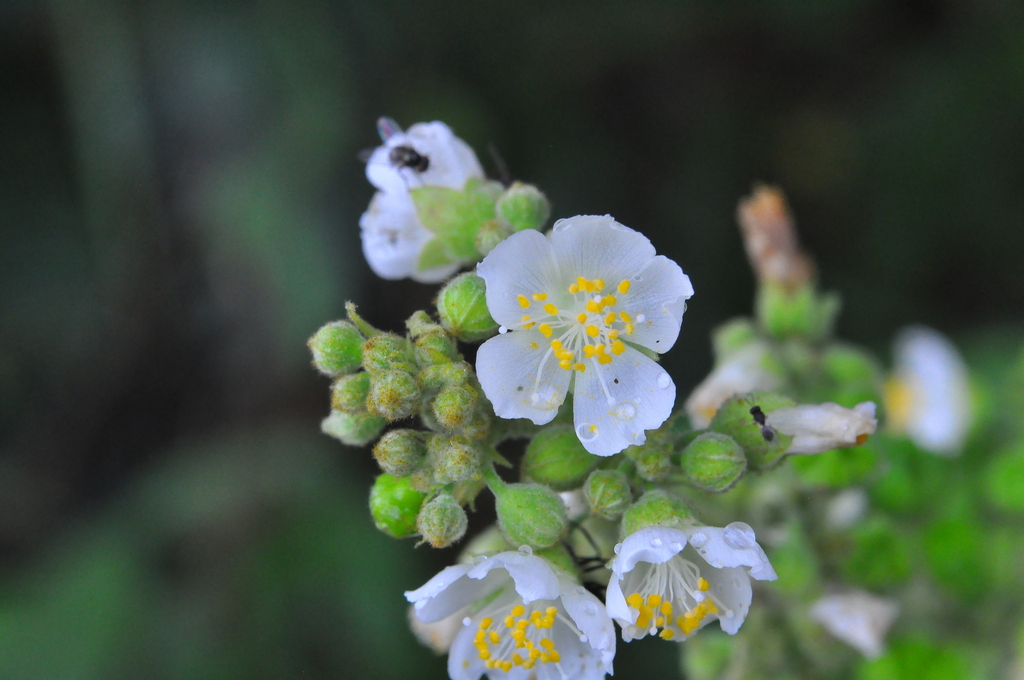 Wissadula contracta