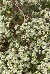 Eriogonum heermannii