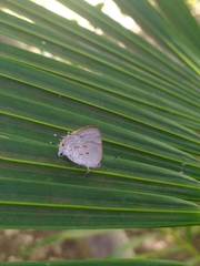 Tmolus echion echiolus