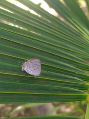 Tmolus echion echiolus