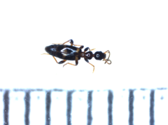 Leptaleus rodriguesi